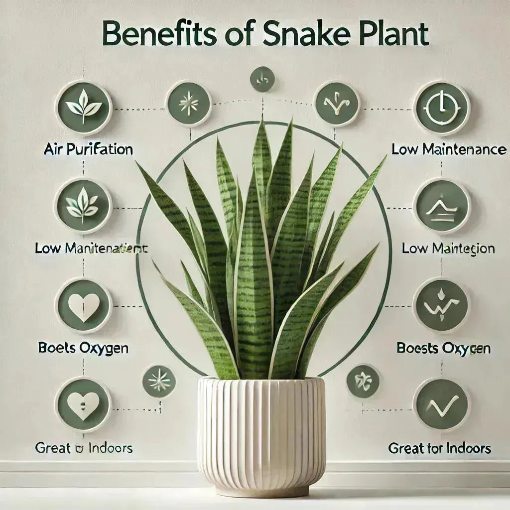 Snake Plant Benefits: 15 Science-Backed Home Uses  Eduyush
