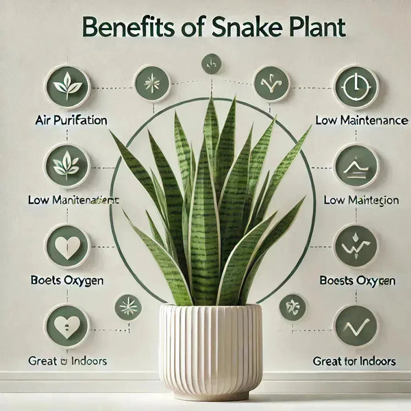 Snake Plant Benefits: 15 Science-Backed Home Uses