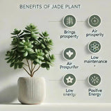 Jade Plant Benefits: 15 Wealth & Wellness Uses - Eduyush