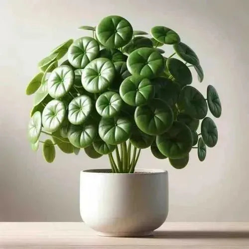 Chinese Money plant Pilea Peperomioides Care guide - Eduyush
