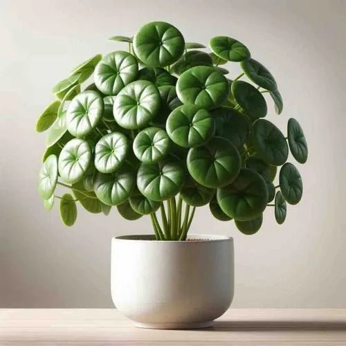 Chinese Money plant Pilea Peperomioides Care guide - Eduyush