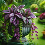 Wandering jew plant. Taking Over Gardens Everywhere - Eduyush