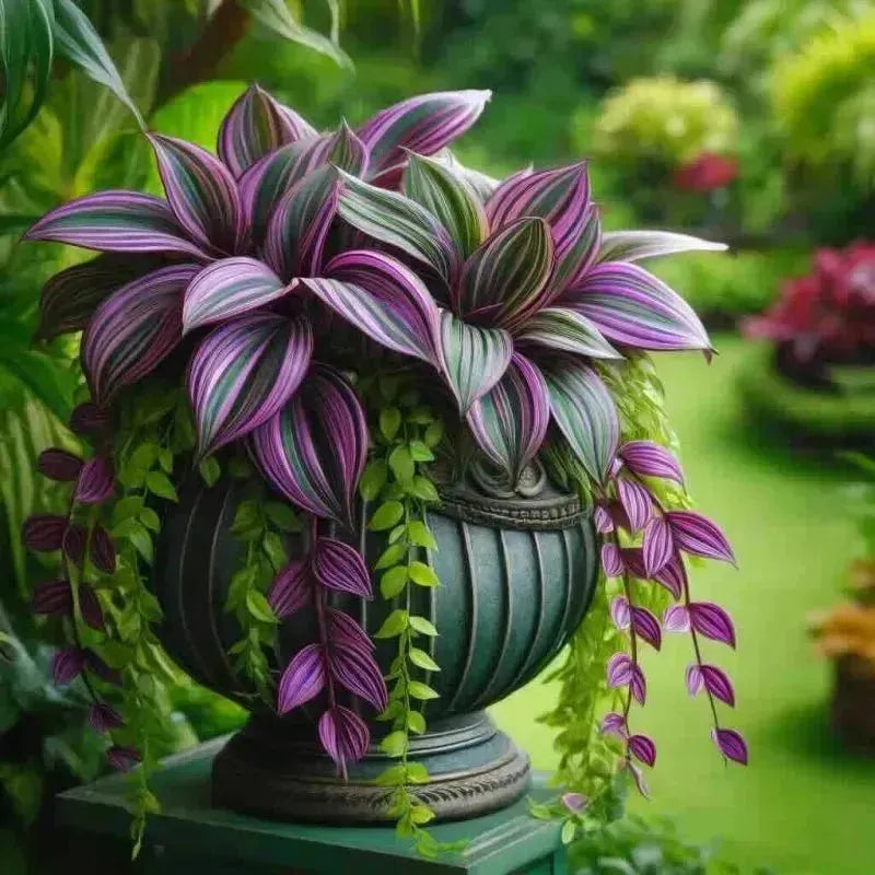 Wandering jew plant. Taking Over Gardens Everywhere - Eduyush